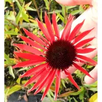 GRDplanten 6 x Echinacea purp. 'Hot Lava' - Sonnenhut - Topf 9x9 cm