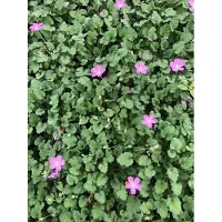 GRDplanten 6 x Erodium variabile 'Bishop's Form' – Reiherschnabel - Topf 9x9 cm