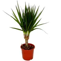 Markenlos Drachenbaum - Dracaena marginata - 3 Pflanzen - pflegeleichte Zimmerpflanze