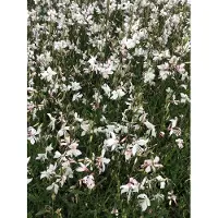 GRDplanten 6 x Gaura lindh. 'Short Form'(= oenothera lindh.) – Prachtkerze - Topf 9x9 cm