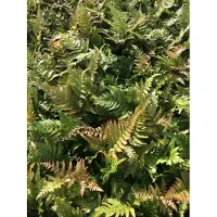 GRDplanten 6 x Dryopteris erythrosora - Rotschleierfarn - Topf 9 x 9 cm