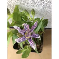 GRDplanten 6 x Tricyrtis hirta - Krötenlilie - Topf 9x9 cm