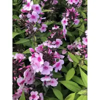 GRDplanten 6 x Phlox (p) 'Bright Eyes' - Flammenblume - Topf 9 x 9 cm