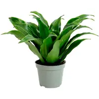 Markenlos Drachenbaum Janet Craig - pflegeleichte Zimmerpflanze, Dracaena Deremensis Janet Craig - Höhe ca. 15 cm, Topf-Ø 6 cm