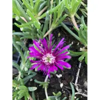 Brandless 6 x Delosperma cooperi - Nachmittagsblume im 9x9 cm Topf