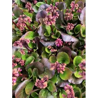 Brandless 6 x Bergenia 'Rosi Klose' - Schusterpflanze im Topf 9x9 cm