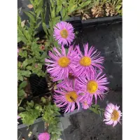 GRDplanten 6 x Erigeron hybr. 'Rosa Jewell' – Spanisches Gänseblümchen - Topf 9x9 cm