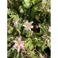 GRDplanten 6 x Tricyrtis hirta 'Tojen' - Krötenlilie - Topf 9x9 cm