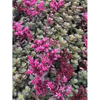 GRDplanten 6 x Sedum spur. 'Fuldaglut' - Fettblatt - Topf 9 x 9 cm