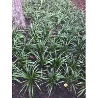 GRDplanten 6 x Liriope musc. 'Big Blue' - Lilientraube - Topf 9 x 9 cm