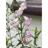 Brandless 6 x Penstemon ‘Apple Blossom’ - Bartfaden ) Topf 9 x 9 cm