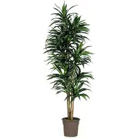 Markenlos Dracena Kunstbaum 150 cm mit 210 grünen und weißen Textilfaserblättern sowie 2 Naturstämmen