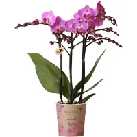 Kolibri Orchids | Lila/rosa Phalaenopsis Orchidee - Mineral Vienna - Topfgröße Ø9cm | blühende Zimmerpflanze - frisch vom Züchter