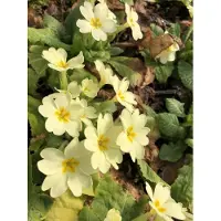 GRDplanten 6 x Primula vulgaris ( acaulis) - Kugelprimel - Topf 9 x 9 cm