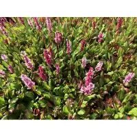 GRDplanten 6 x Persicaria aff. 'Kabouter' - Kerzen-Knöterich - Topf 9x9 cm