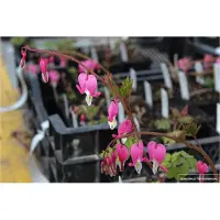 GRDplanten 6 x Dicentra Spectabilis - Tränendes Herz - Topf 9x9 cm