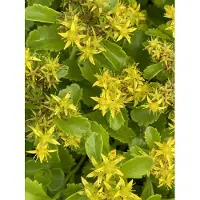 Brandless 6 x Sedum kamtschaticum - Kamschatka-Fetthenne - Topf 9 x 9 cm