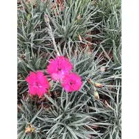 GRDplanten 6 x Dianthus grat. 'Badenia' – Pfingst-Nelke - Topf 9x9 cm
