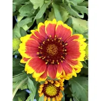 GRDplanten 6 x Gaillardia aristata 'Arizona Sun' – Kokardenblume - Topf 9x9 cm