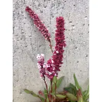 GRDplanten 6 x Persicaria Affinis 'Superba' - Kerzen-Knöterich - Topf 9x9 cm