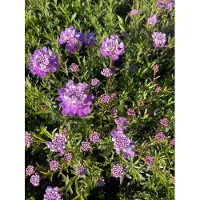 GRDplanten 6 x Iberis Sempervirens 'Absolutely Amethyst' - Schleifenblume - Topf 9 x 9 cm