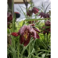 GRDplanten 6 x Fritillaria meleagris – Kaiserkronen - Topf 9x9 cm