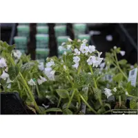 GRDplanten 6 x Pulmonaria off. 'Sissinghurst White' - Braunelle - Topf 9 x 9 cm