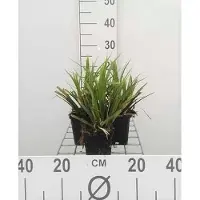 GRDplanten 6 x Carex morr. 'Mosten' - Japan-Segge - Topf 9 x 9 cm