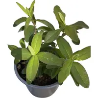 GRDplanten 12 x Hypericum calycinum - Johanniskraut - Topf 9 cm x 9 cm