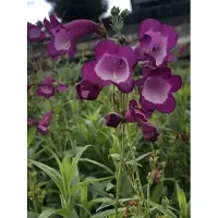 GRDplanten 6 x Penstemon hybr. 'Purple Passion' - Bartfaden - Topf 9 x 9 cm