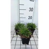 GRDplanten 6 x Jasione laevis 'Blaulicht' - Sandglöckchen - Topf 9 x 9 cm