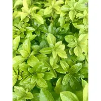 GRDplanten 12 x Pachysandra terminalis - Boden-Ackerschachtelhalm - Topf 9 cm x 9 cm