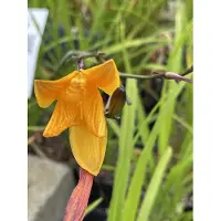 GRDplanten 6 x Hemerocallis hybr. 'Corky' - taglilie - Topf 9 x 9 cm