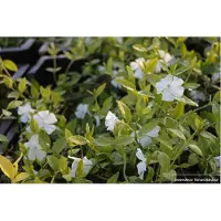 GRDplanten 12 x Vinca minor 'Alba' - Kleine Weißblühende Immergrün - Topf 9 cm x 9 cm