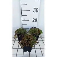 GRDplanten 6 x Sedum album 'Murale' - Fettblatt - Topf 9 x 9 cm