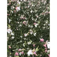 GRDplanten 6 x Gaura lindh. 'Corrie's Gold'(= oenothera lindh.) – Prachtkerze - Topf 9x9 cm