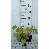 GRDplanten 6 x Macleaya micr. 'Kelways Coral Plume' - Federmohn - Topf 9 x 9 cm