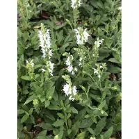 GRDplanten 6 x Salvia nem. 'Schneehügel' ('snowhill') - Sternmoos - Topf 9 x 9 cm