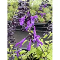 GRDplanten 6 x Salvia 'Amistadt' - Sternmoos - Topf 9 x 9 cm