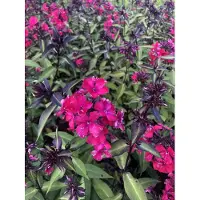 GRDplanten 6 x Phlox (p) 'Starfire' - Flammenblume - Topf 9 x 9 cm