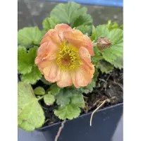 GRDplanten 6 x Geum hybr. 'Mai Tai' - Bachnelkenwurz - Topf 9 x 9 cm