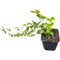 GRDplanten 12 x Vinca minor 'Aureovariegata' - Goldbunte Kleine Immergrün - Topf 9 cm x 9 cm