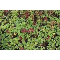 GRDplanten 6 x Astrantia major 'Moulin Rouge' - Sterndolde - Topf 9 x 9 cm