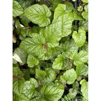 GRDplanten 12 x Rubus tricolor - Chinesische Brombeere - Topf 9 cm x 9 cm