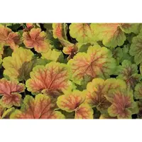 GRDplanten 6 x Heuchera hybr. 'Delta Dawn' - Purpurglöckchen - Topf 9 x 9 cm