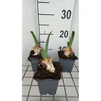 GRDplanten 6 x Iris (germ.) 'Red Orchid' - Schwertlilie - Topf 9 x 9 cm