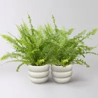 Pflanzen-Kölle Schwertfarn 'Green Lady', Topf-Ø 12cm, im Keramiktopf Byron, 2 Pflanzen