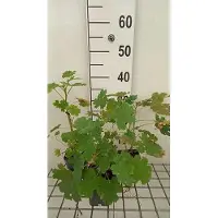 GRDplanten 6 x Macleaya cordata - Federmohn - Topf 9 x 9 cm