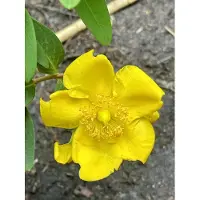 GRDplanten 12 x Hypericum hybr. 'Hidcote' - Johanniskraut - Topf 9 cm x 9 cm