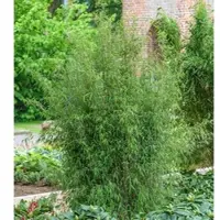 Die Nr-01.de Gartenbambus Jiuzhaigou-4 80-100cm - Fargesia